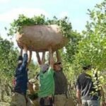 yerba mate como canal de liberacion